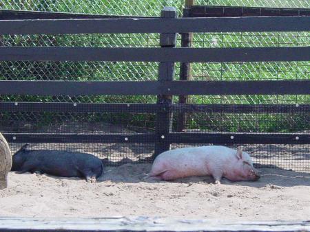 oh! les cochons